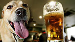 犬とビール.jpg