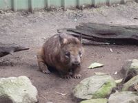wombat.JPG